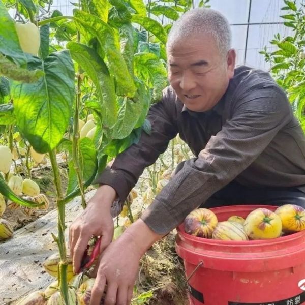 民勤：大棚經(jīng)濟為鄉(xiāng)村振興賦能